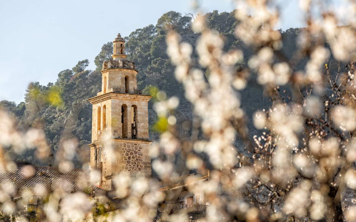 Almendros en flor en Caimari