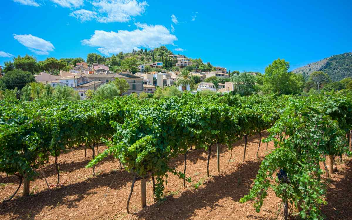 Viñedos en Pollensa, Mallorca