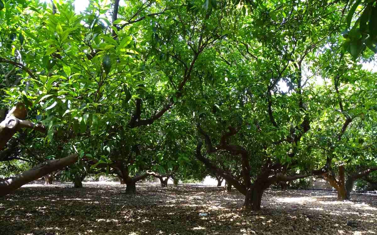 Naranjos en Vinaròs