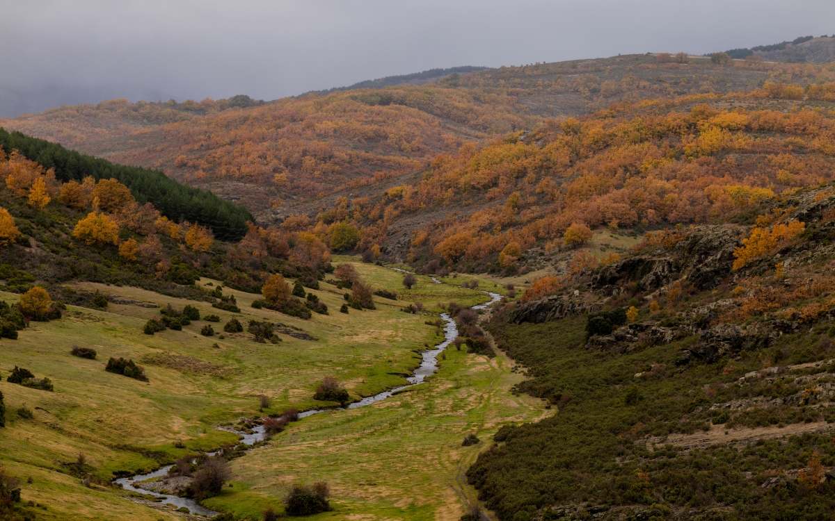 Hayedo de Tejera Negra
