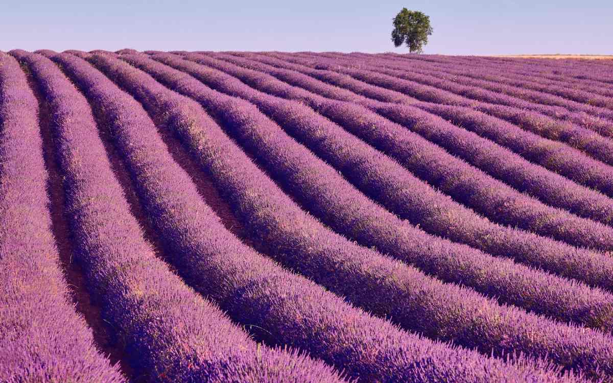 Campos de lavanda en Brihuega