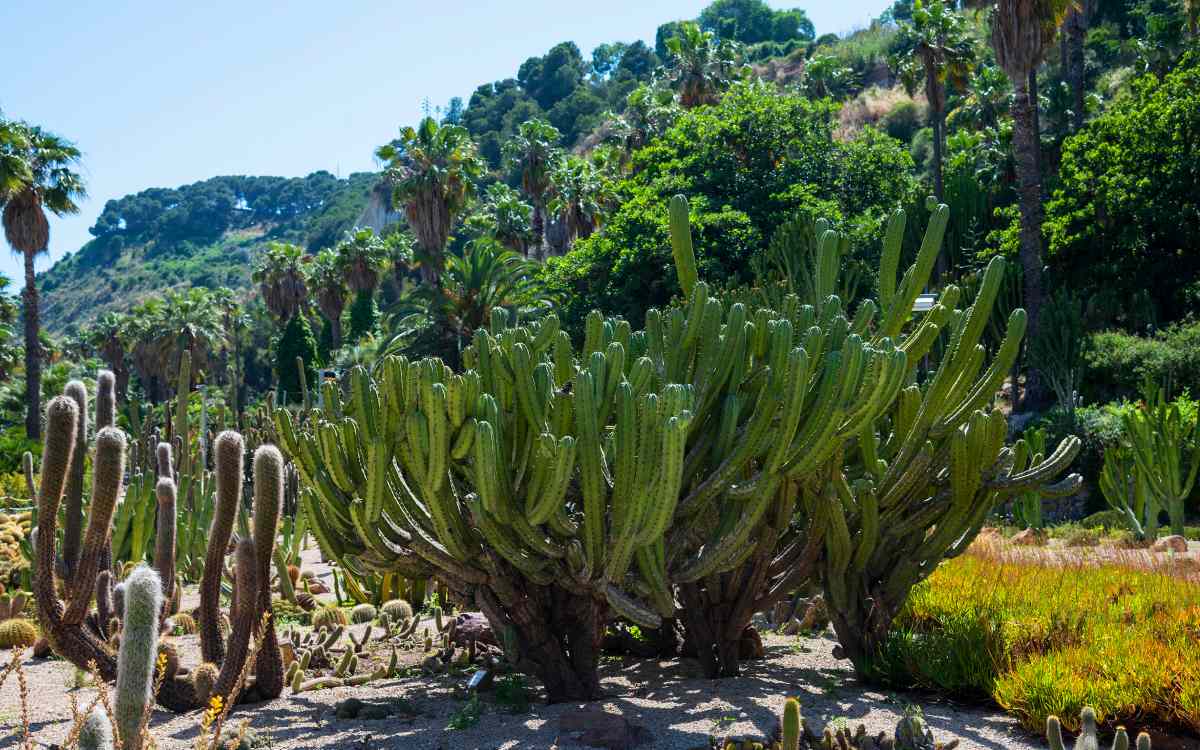 Jardines de Mossèn Costa i Llobera