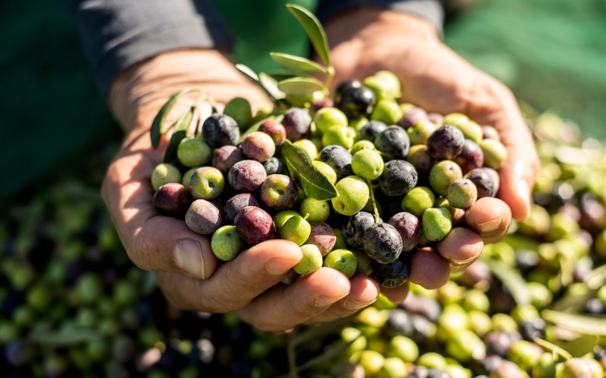 Aceitunas en un olivar de Cataluña