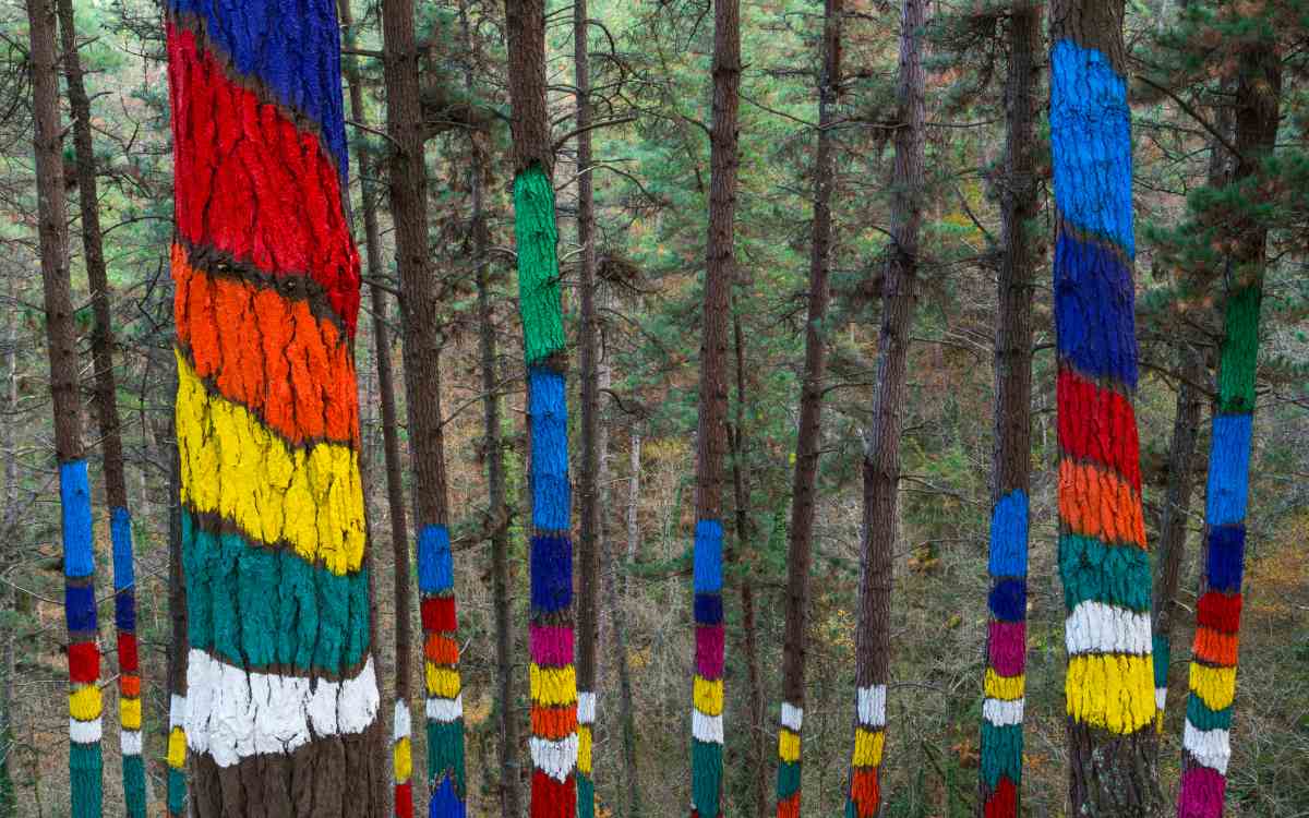 Bosque de Oma