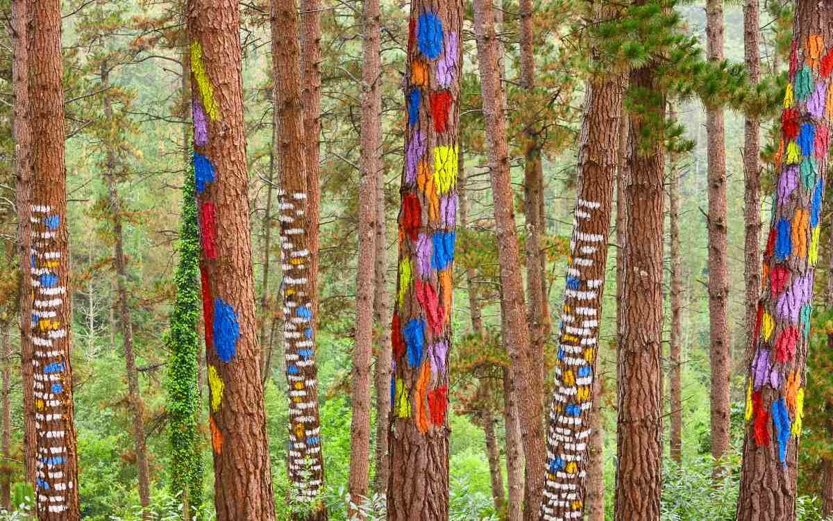Bosque de Oma