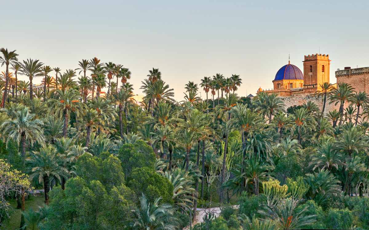 Palmeral de Elche
