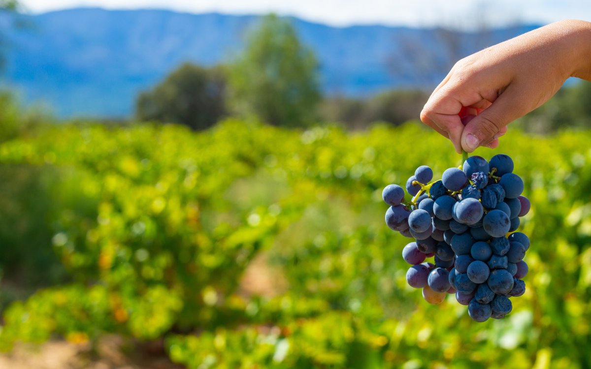 Uva garnacha