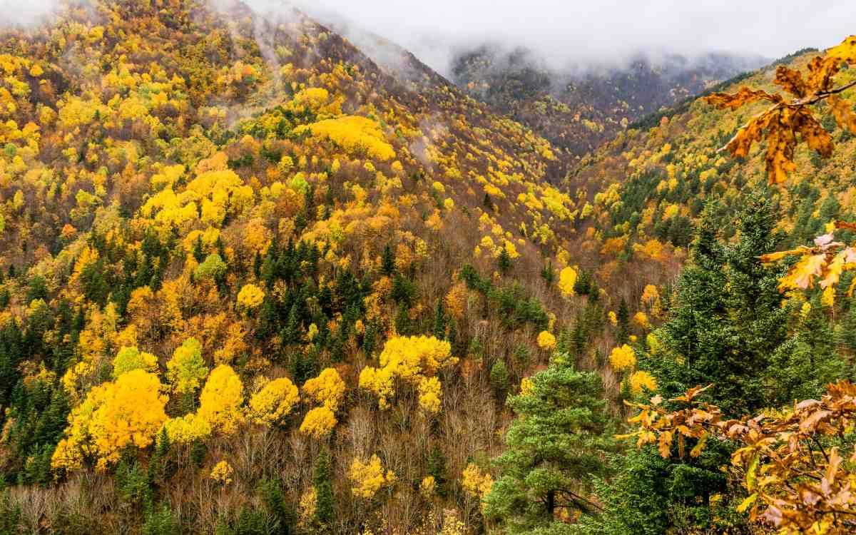 Bosque de la Pardina del Señor