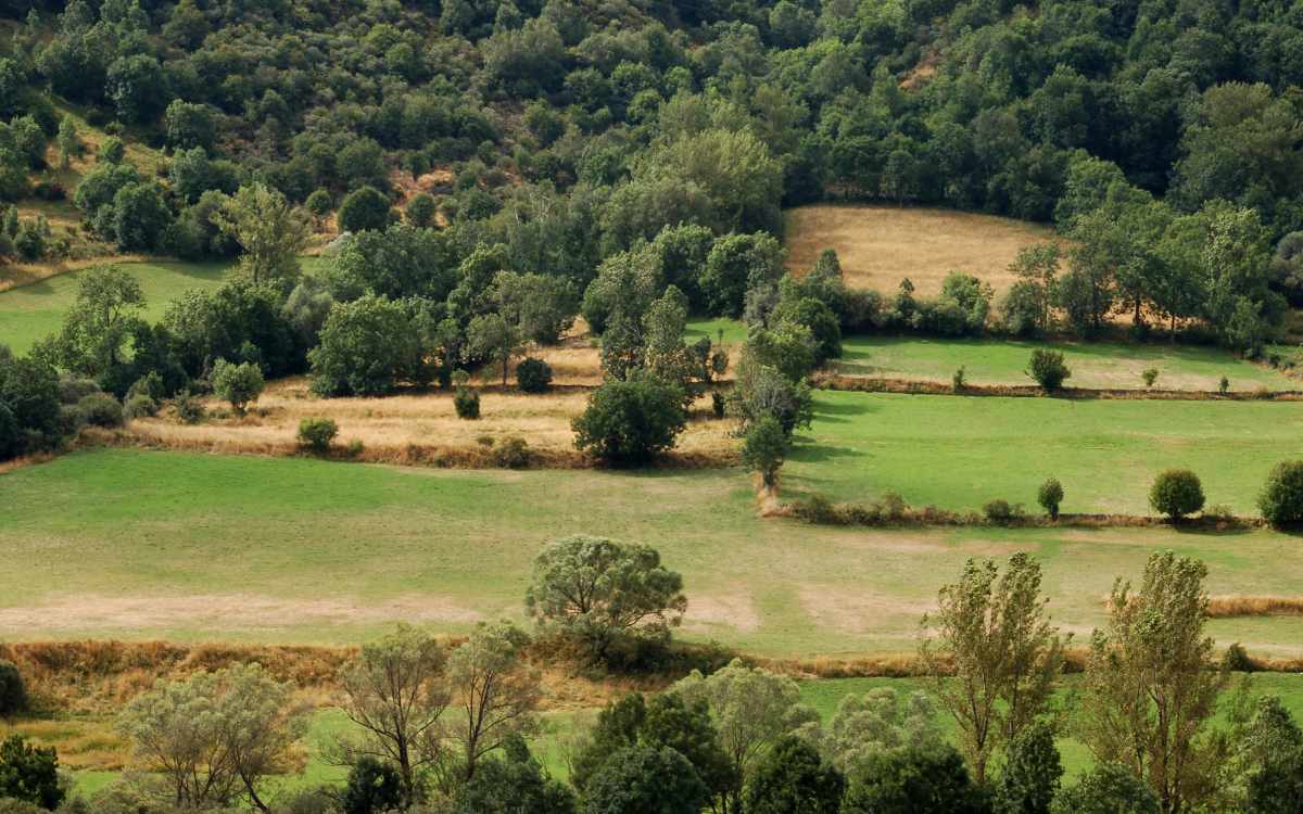Bosque de Omaña y Luna