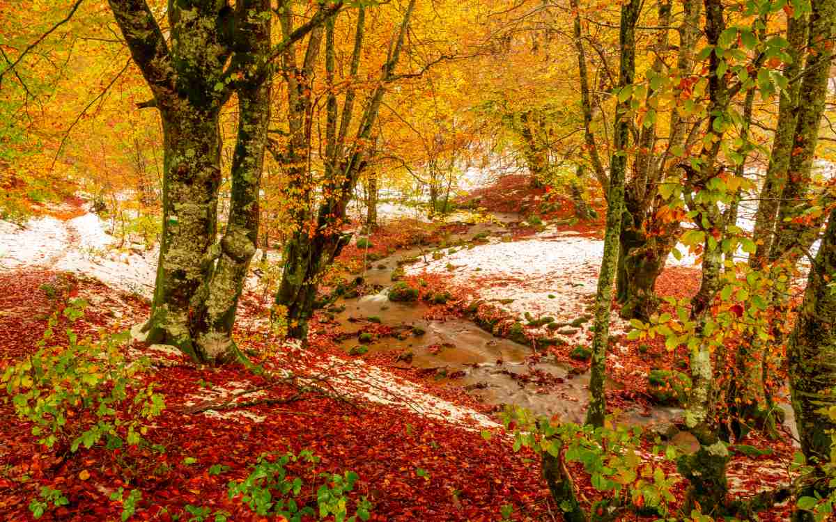 Selva de Irati