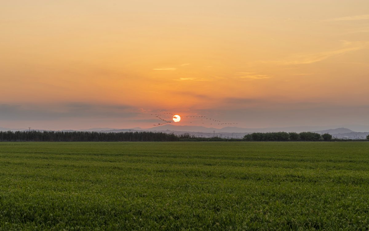Atardecer en los arrozales de la Albufera