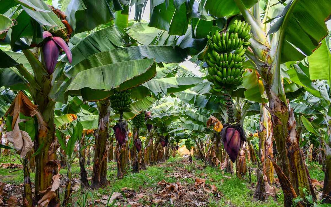 Plantaciones de plátano en Gran Canaria