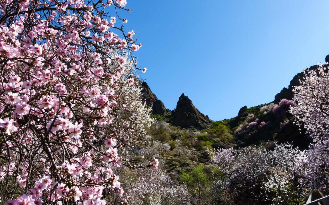 Almendros en flor en Gran Canaria. | Shutterstock