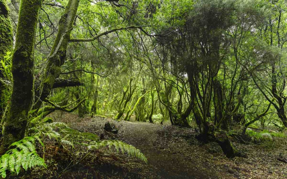 Bosque de laurisilva en El Hierro