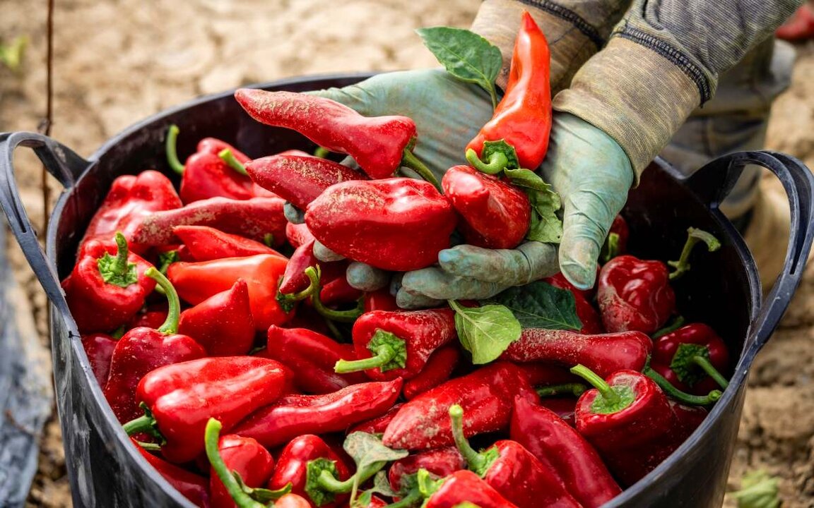 Pimiento del piquillo de Lodosa