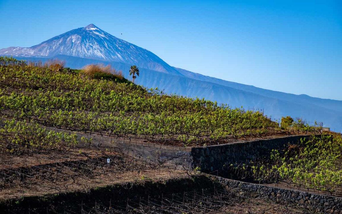 Viñedos con vistas al Teide