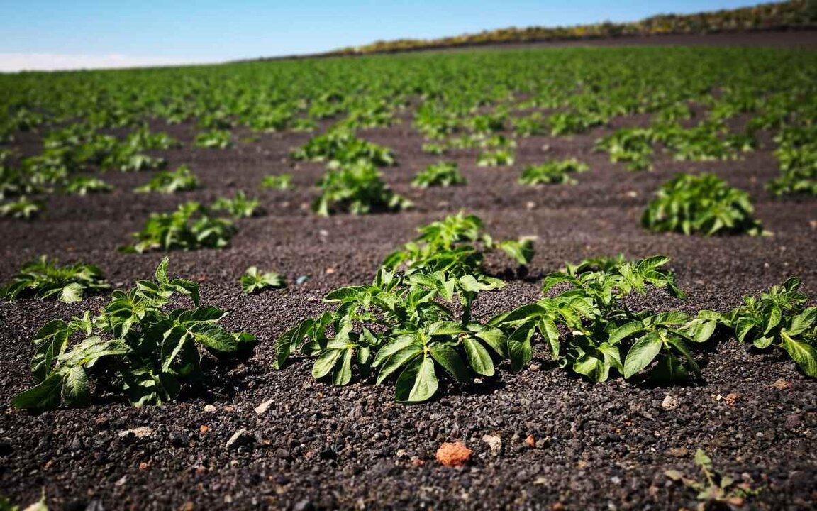 Plantas cultivadas en el suelo volcánico de Lanzarote