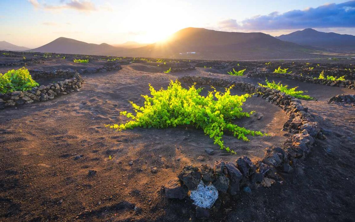 Viñedos en La Geria, Lanzarote