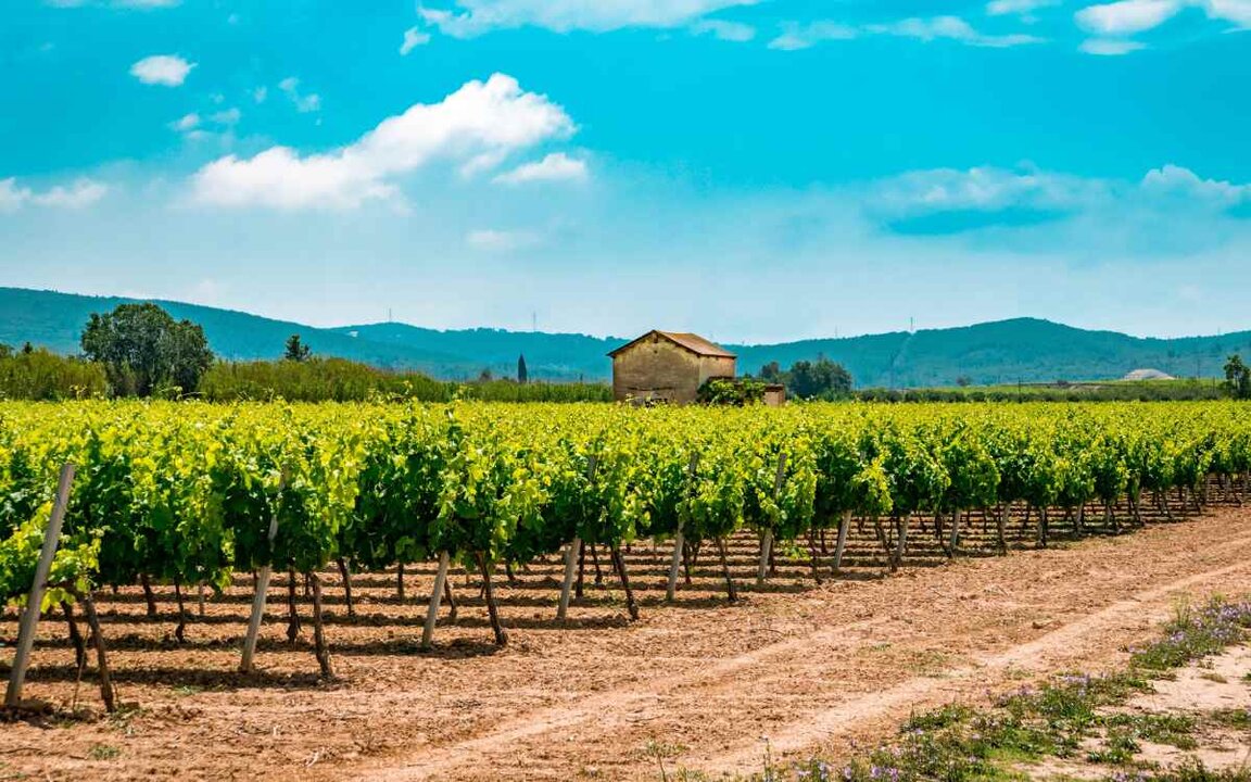 Viñedos en la región vinícola de Penedés