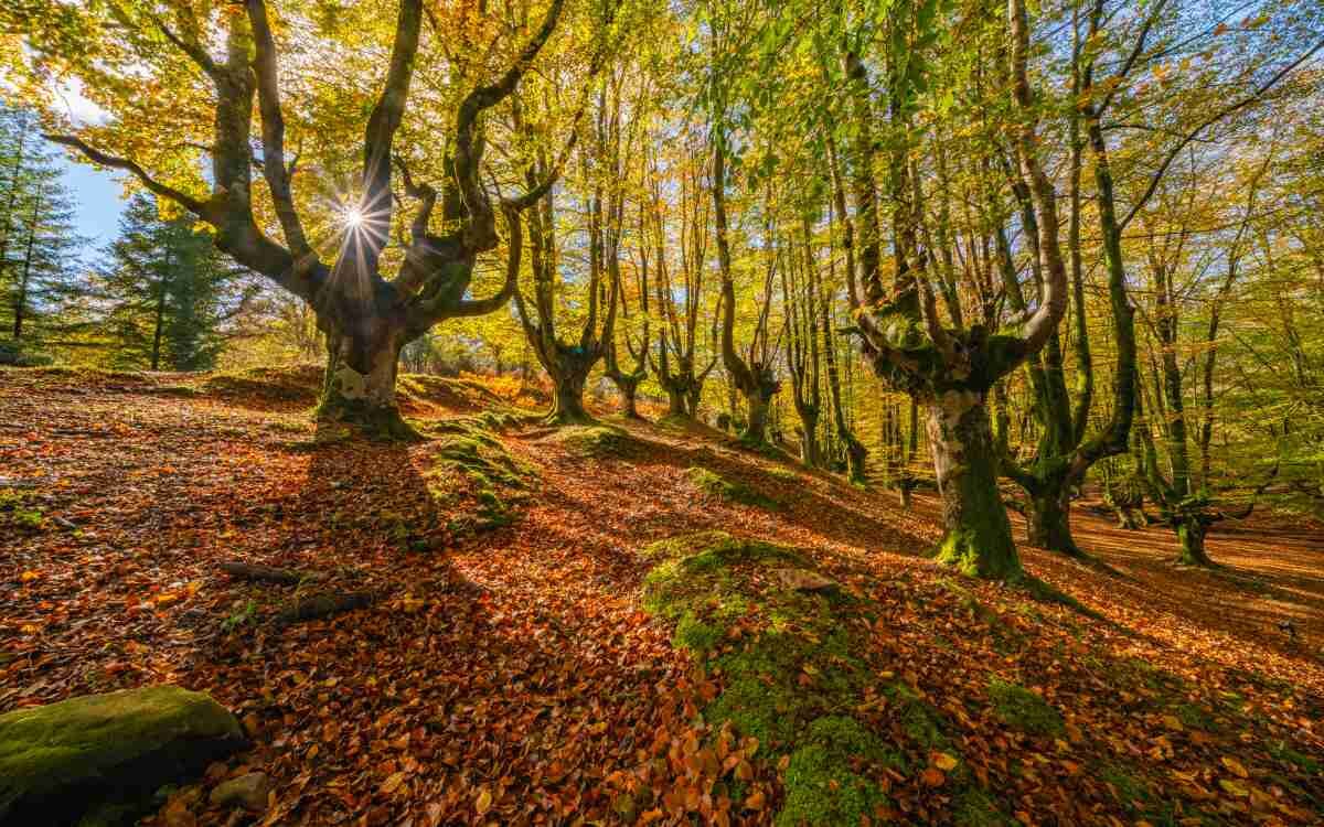 Bosque de Otzarreta en el Parque Natural de Gorbea