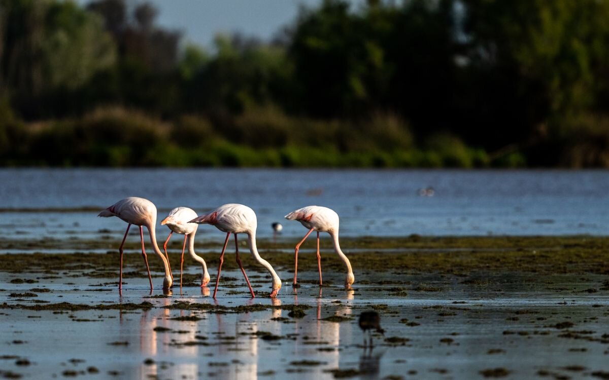 Flamencos en Doñana