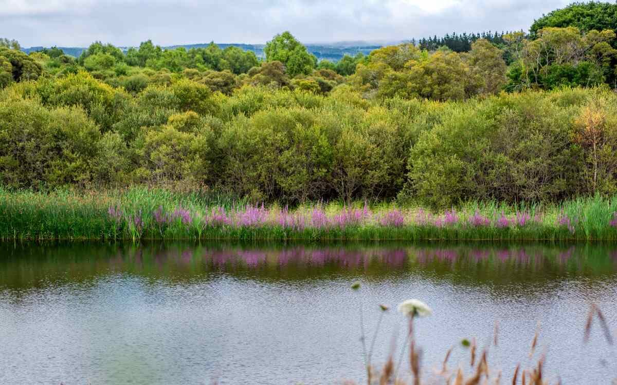 Lagoa de Cospeito