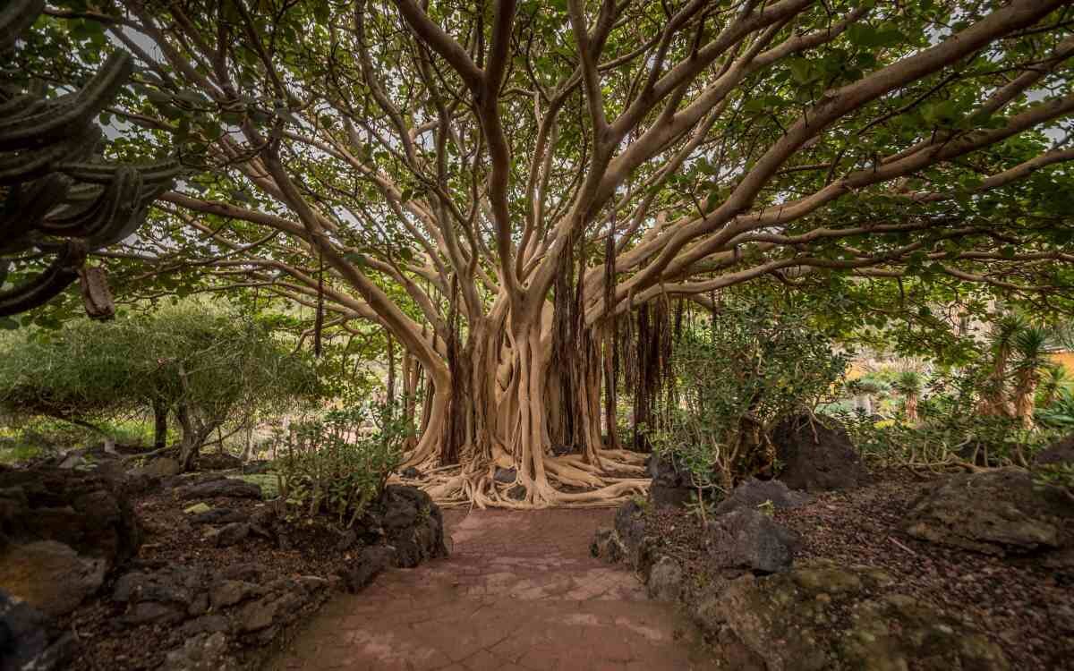 The Botanical Garden in Gran Canaria. February 2018