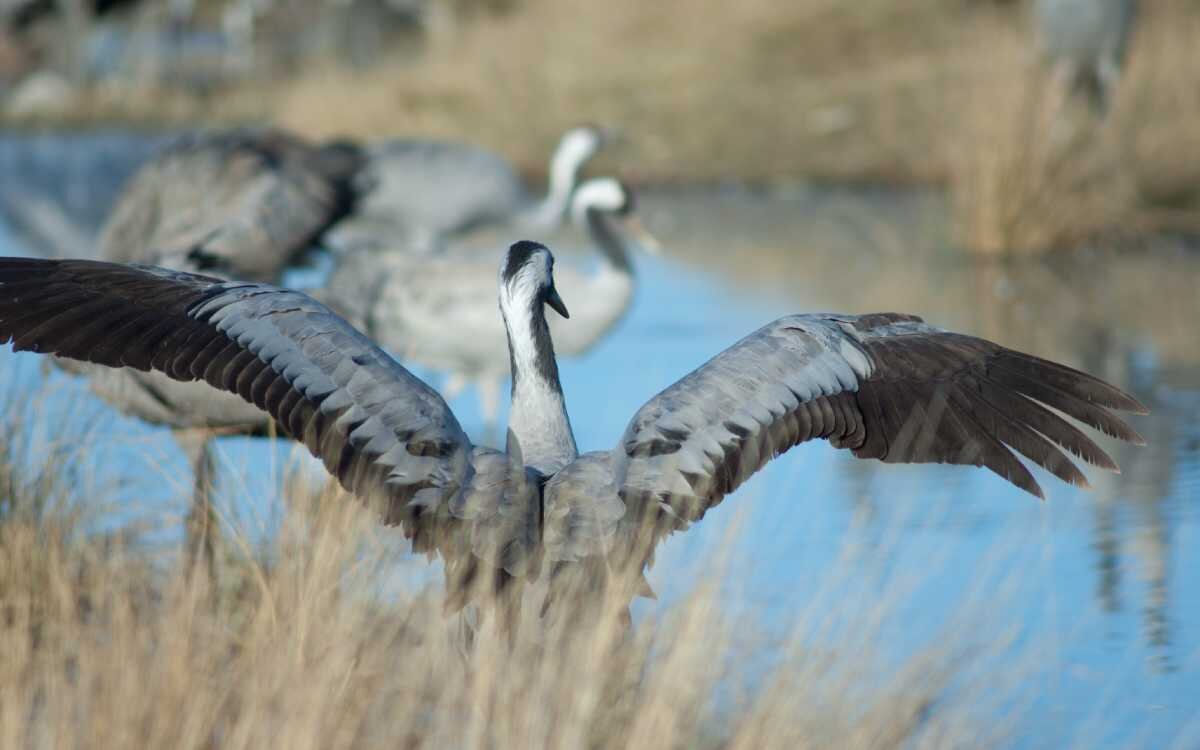 Grullas en la laguna de Gallocanta