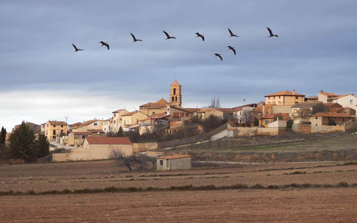 Aves sobrevolando Gallocanta