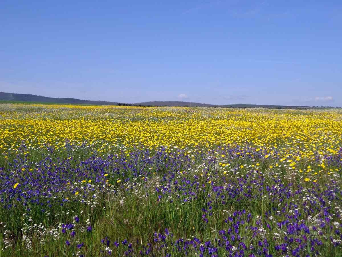 Pradera del Parque Natural de Cornalvo en primavera