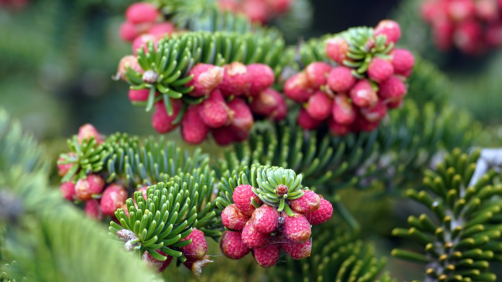 Pinsapo