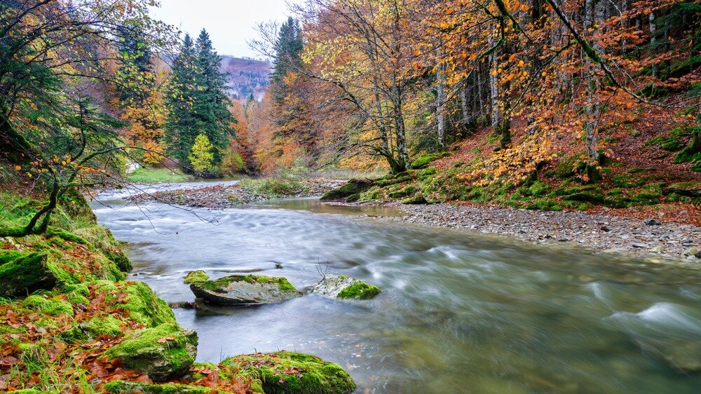 Selva de Irati