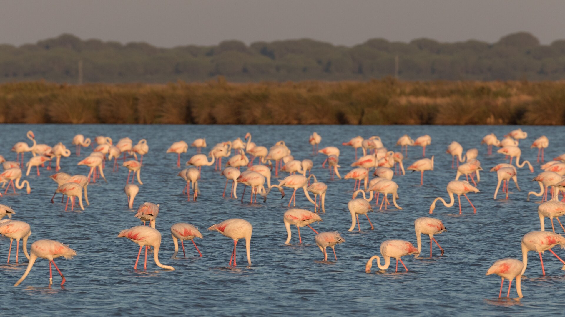 Flamencos en el Parque Nacional de Doñana