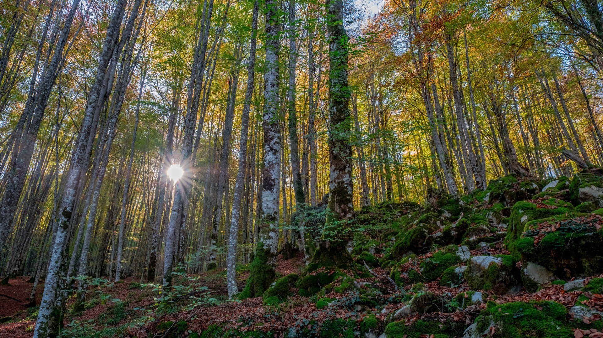 dreamstime_l_229470465
