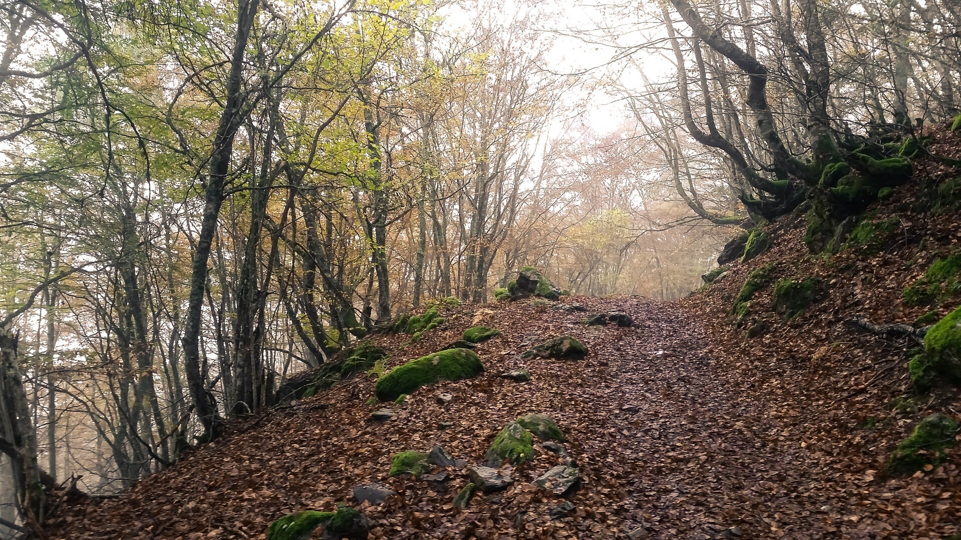 Bosque encantado de Carlac