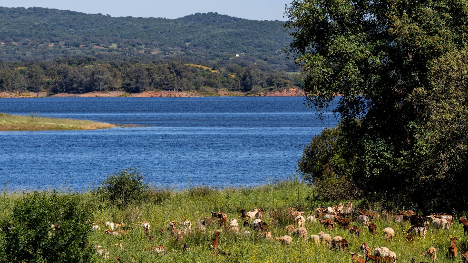 Embalse en el Parque Natural de la Sierra de Hornachuelos