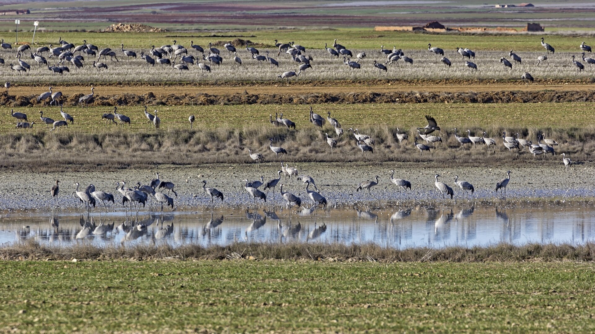 Aves en la Laguna de Gallocanta