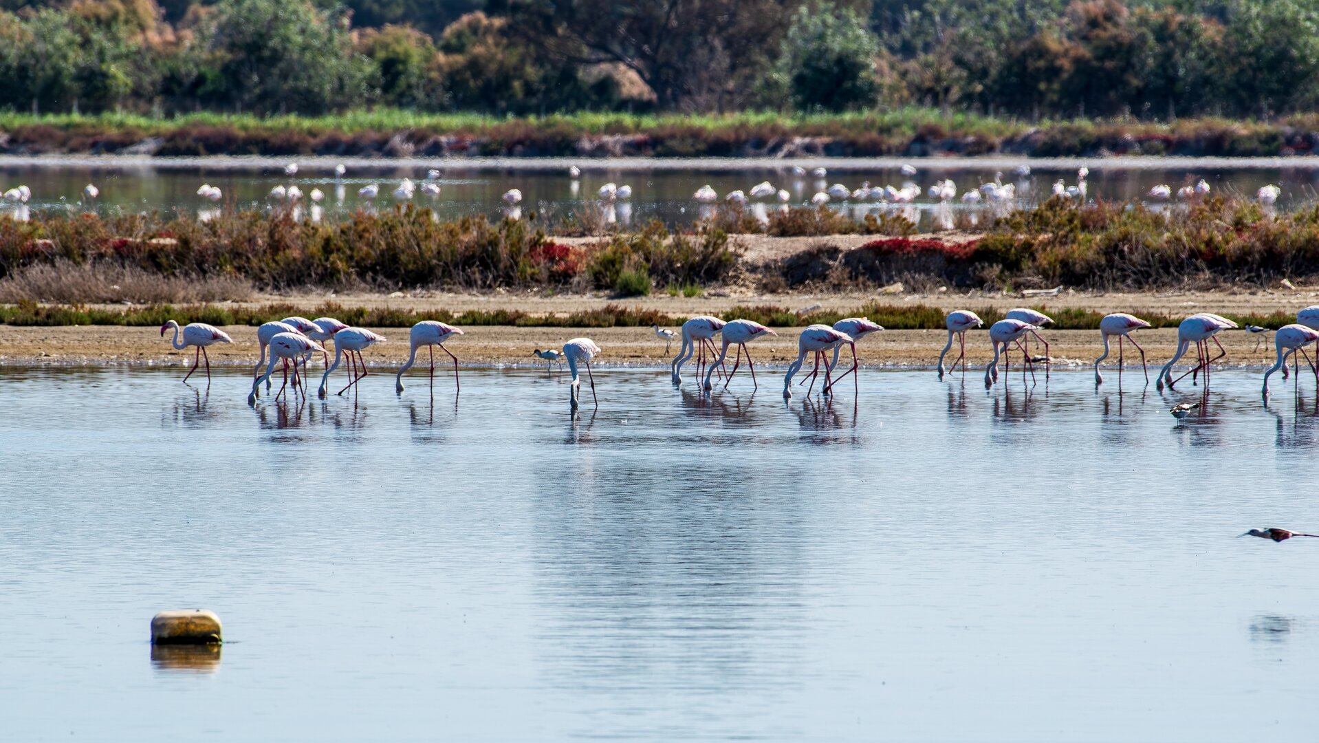 Doñana