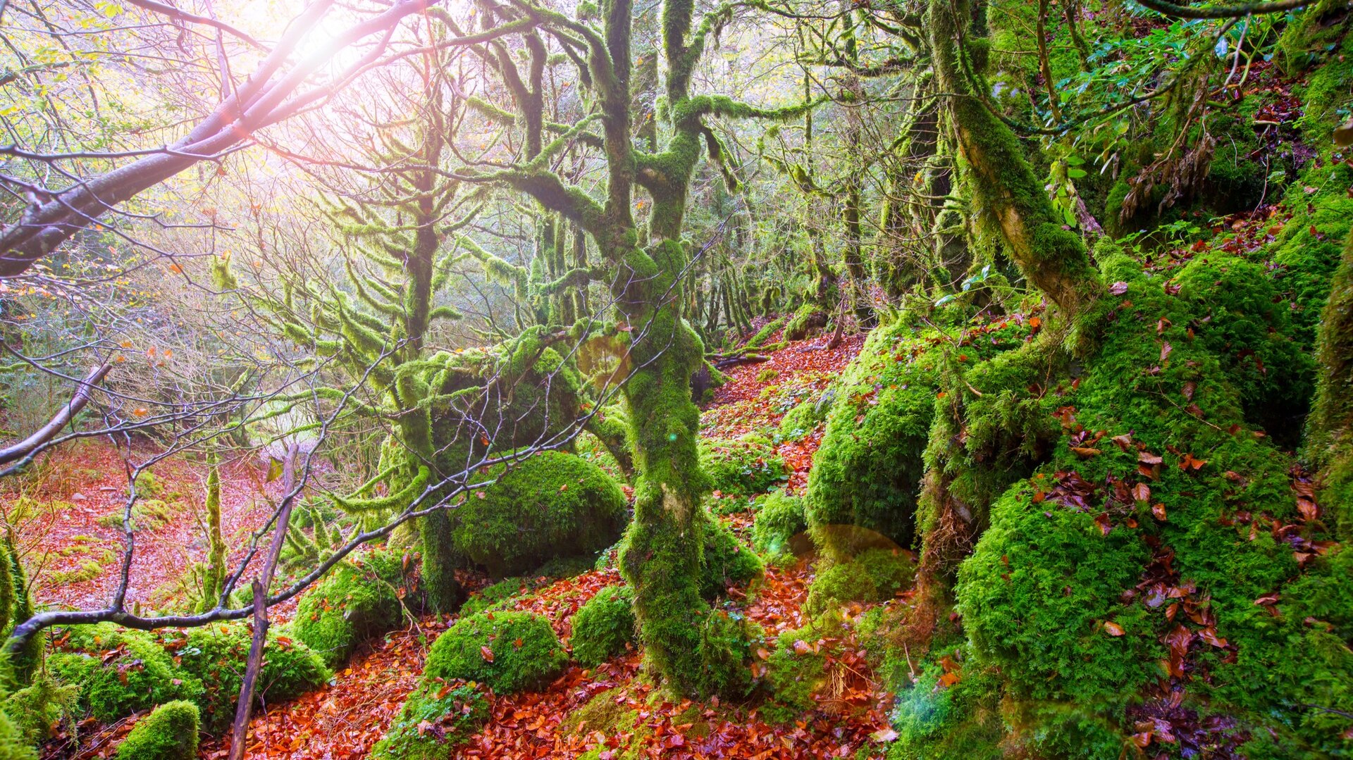 Los hechizantes bosques de la Selva de Irati
