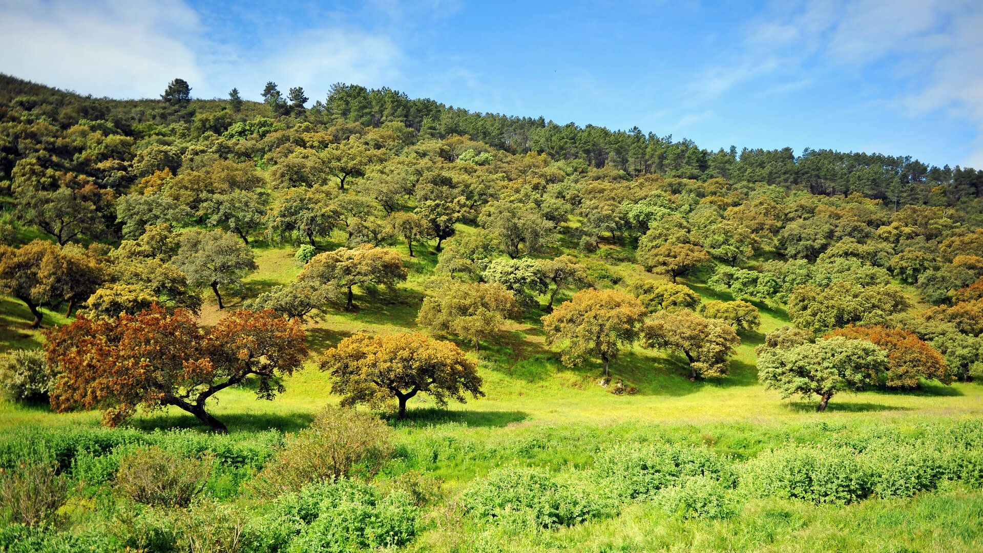 Encinas y prados característicos del paisaje de la Sierra de Aracena.