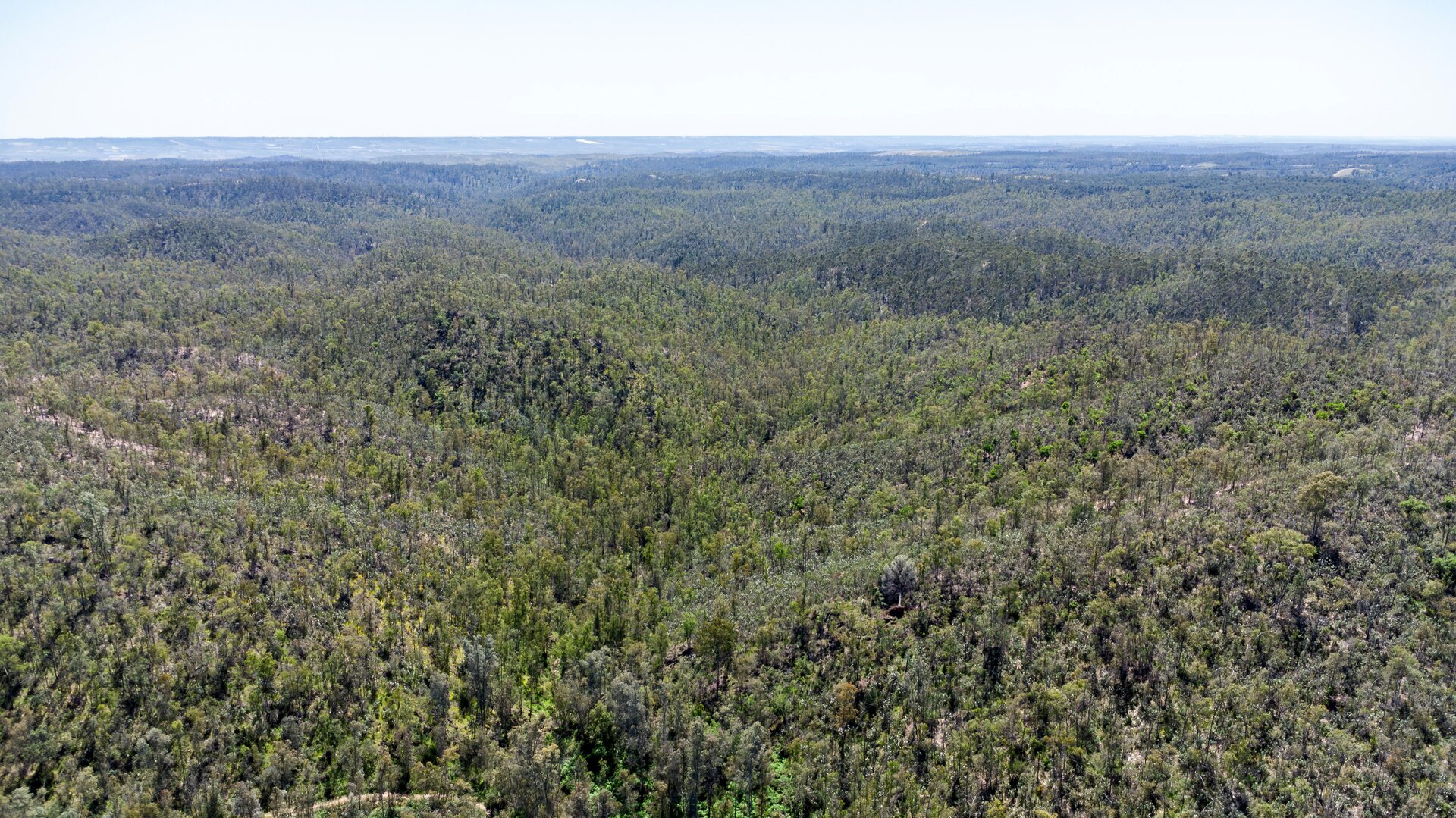 Bosque de pinos en plena Sierra de Aracena.