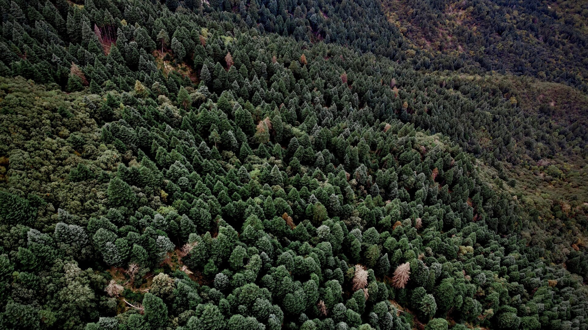 Bosque de pinsapos en la Reserva de la Biosfera de la Sierra de Grazalema
