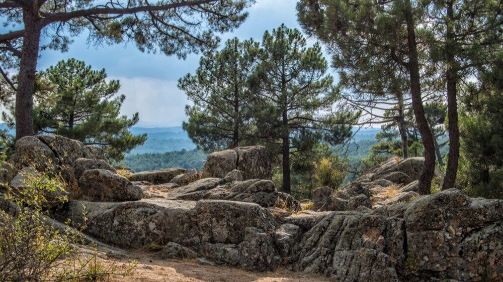 Pinos en los alrededores de Las Navas del Marqués