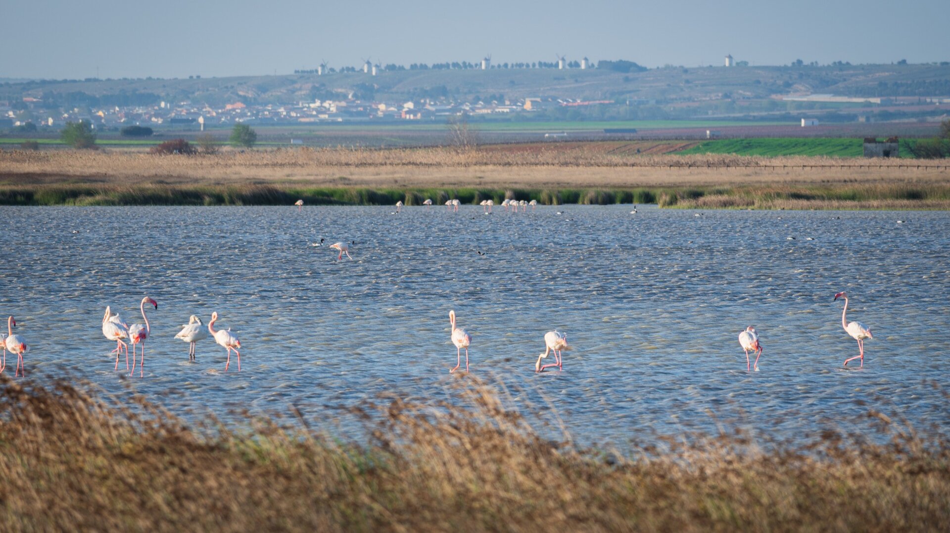 La Laguna de Manjavacas