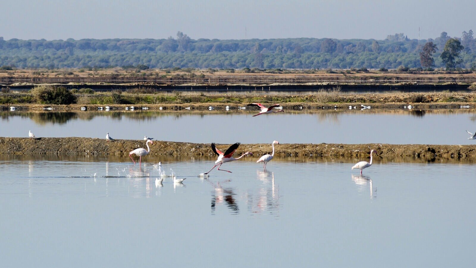 Flamencos a su paso por el Paraje Natural Marismas del Odiel. | Shutterstock