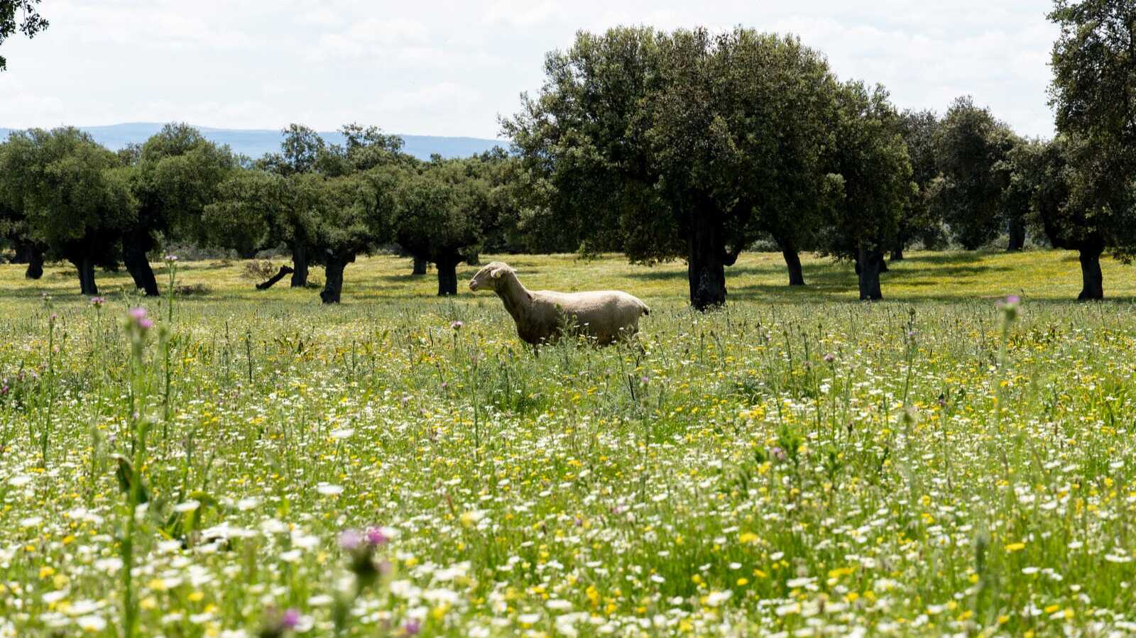 Oveja en un entorno de flores