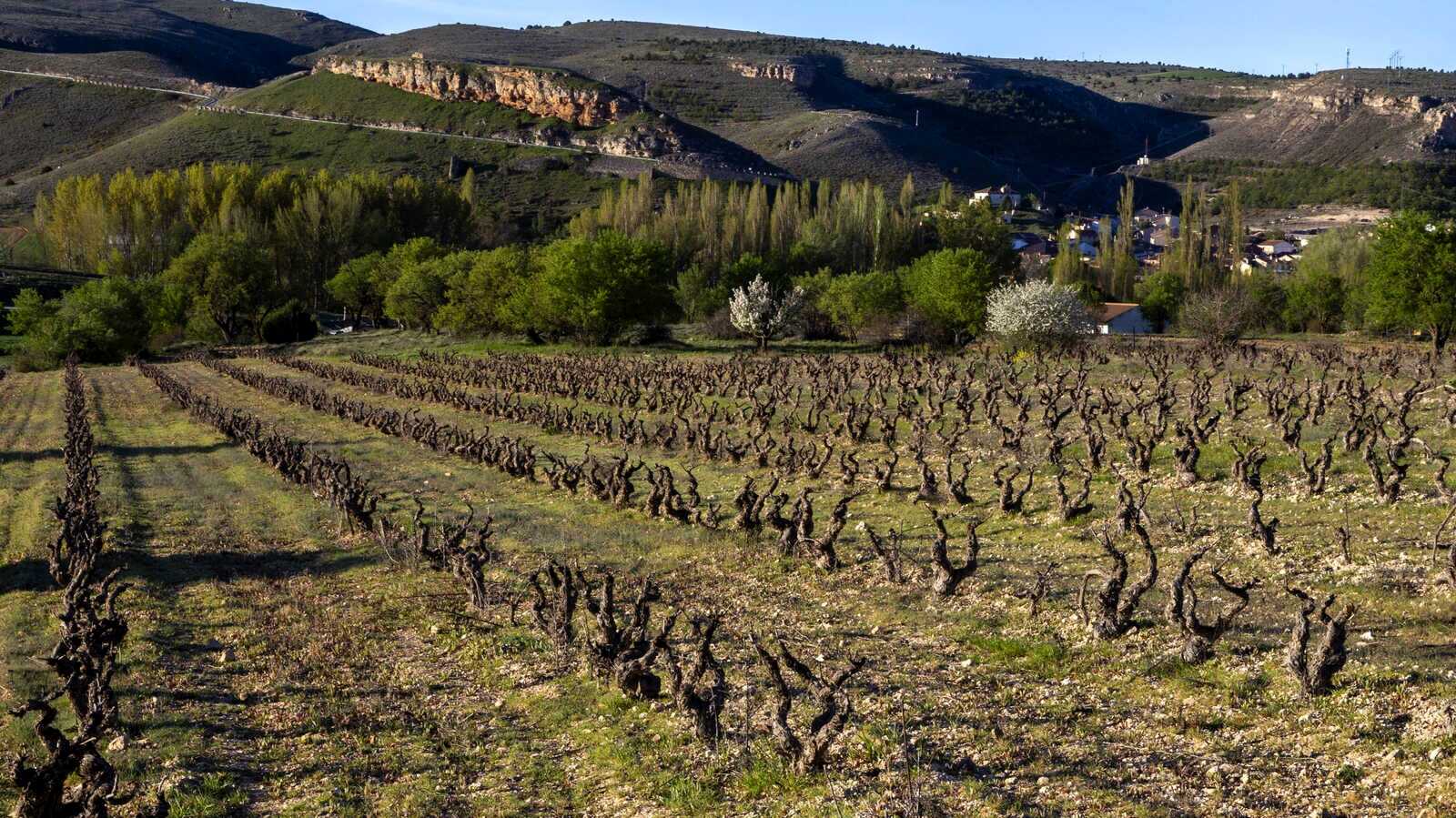 Viñedos de la Ribera de Duero, en el entorno de Haza. | Dreamstime