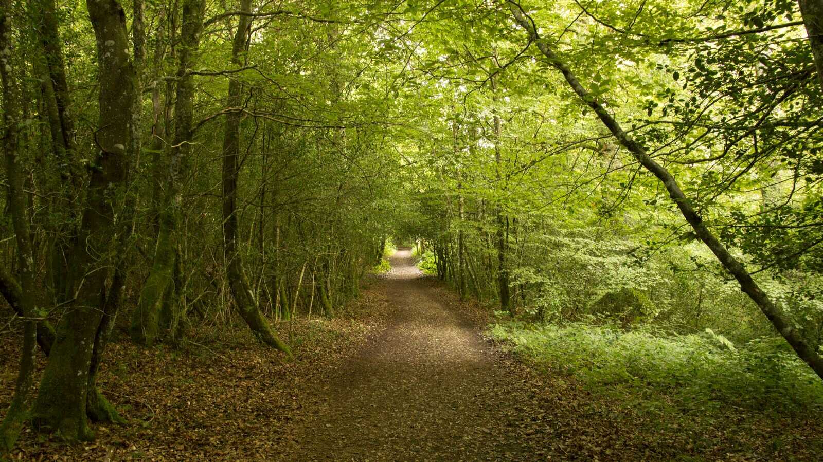 Camino de Santiago de Roncesvalles a Zubiri. | Dreamstime