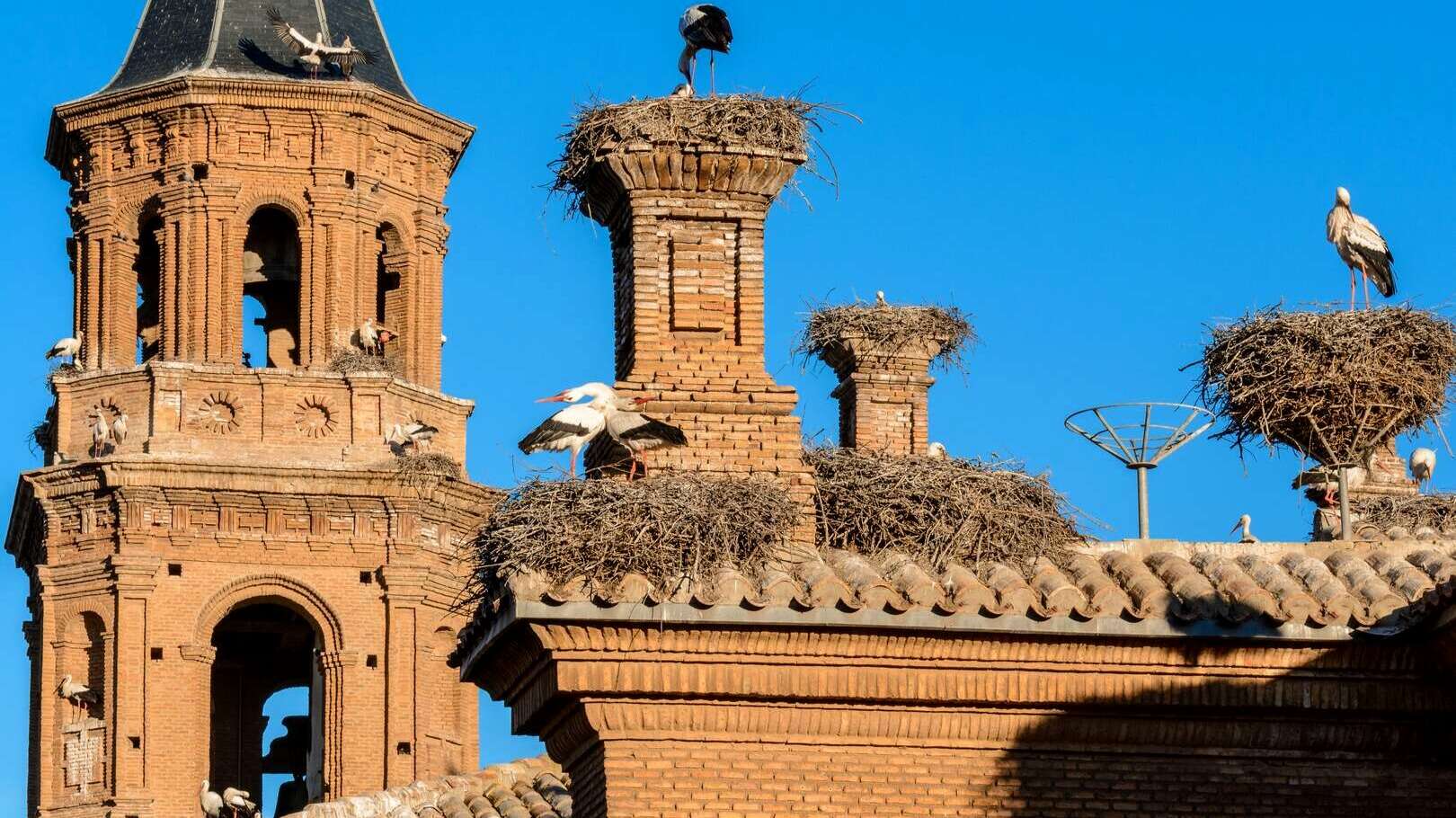 Cigüeñas blancas sobre los tejados de la Colegiata de San Miguel Arcángel. | Shutterstock
