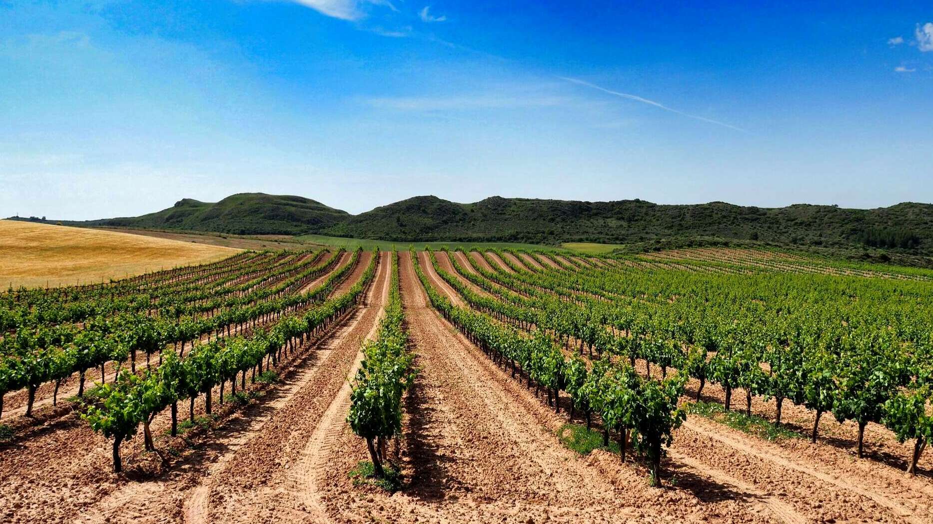 Viñedos en el entorno de la sexta etapa del Camino de Santiago Francés. | Shutterstock